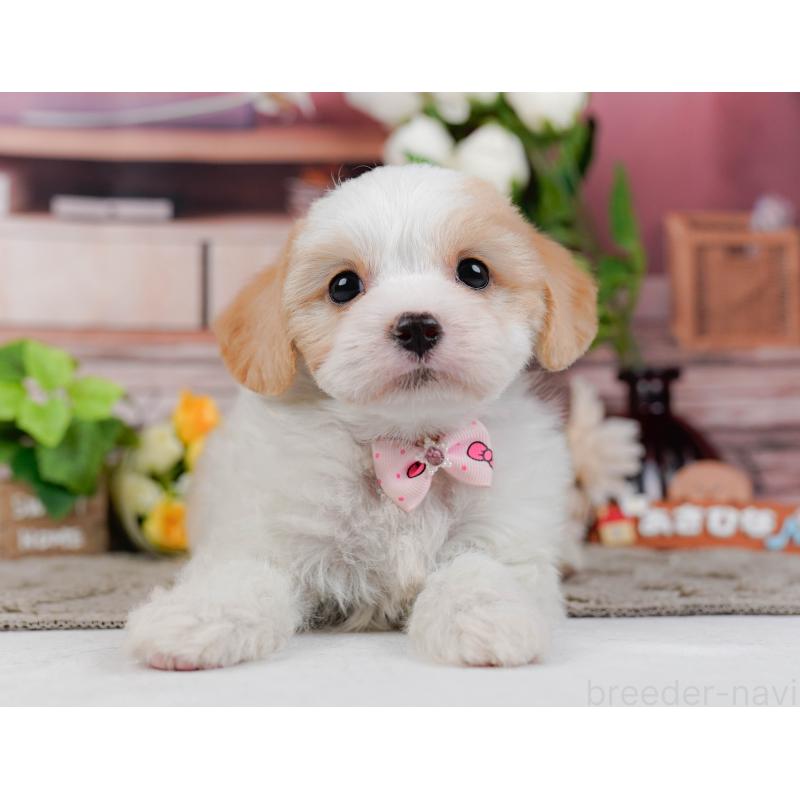 販売中の神奈川県のミックス犬-449676の12枚目