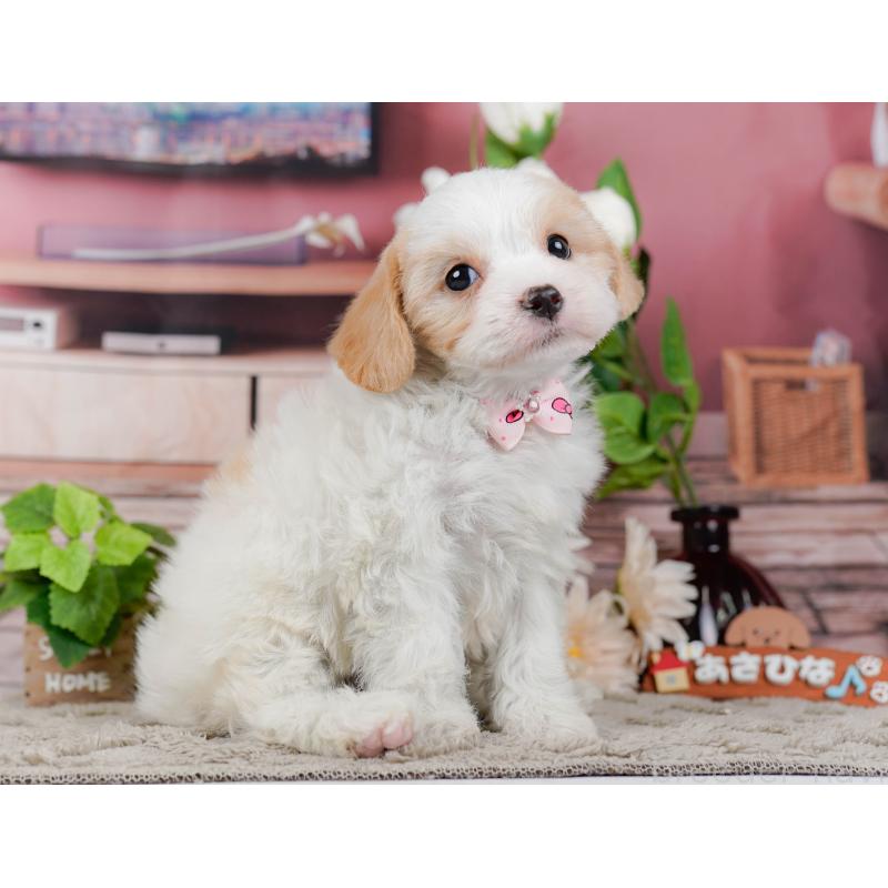 販売中の神奈川県のミックス犬-449676の11枚目