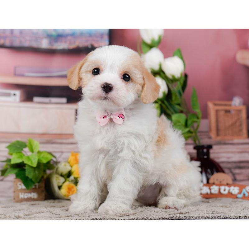 販売中の神奈川県のミックス犬-449676の9枚目