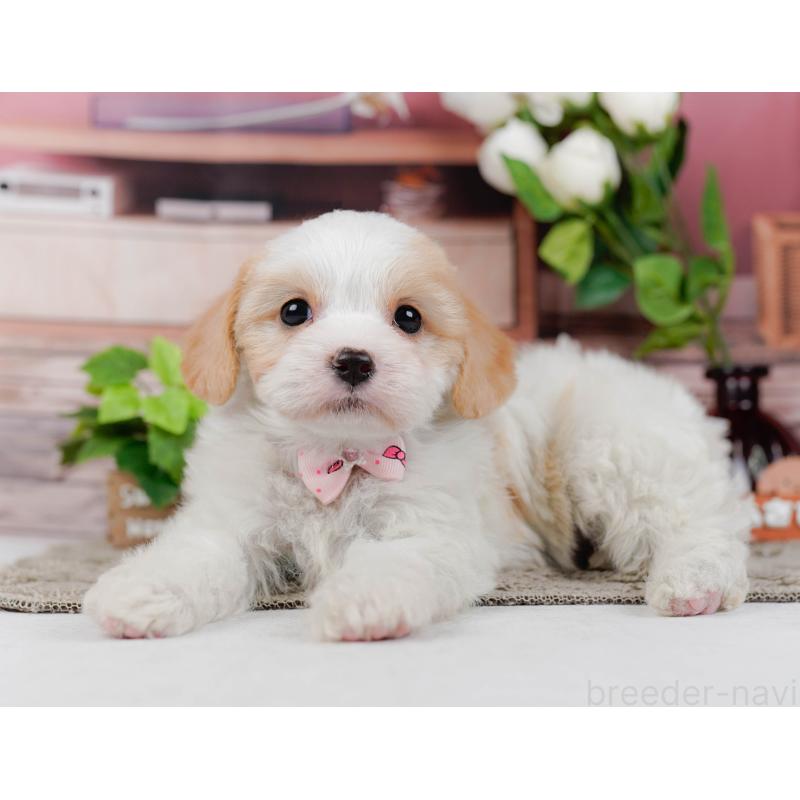 販売中の神奈川県のミックス犬-449676の8枚目