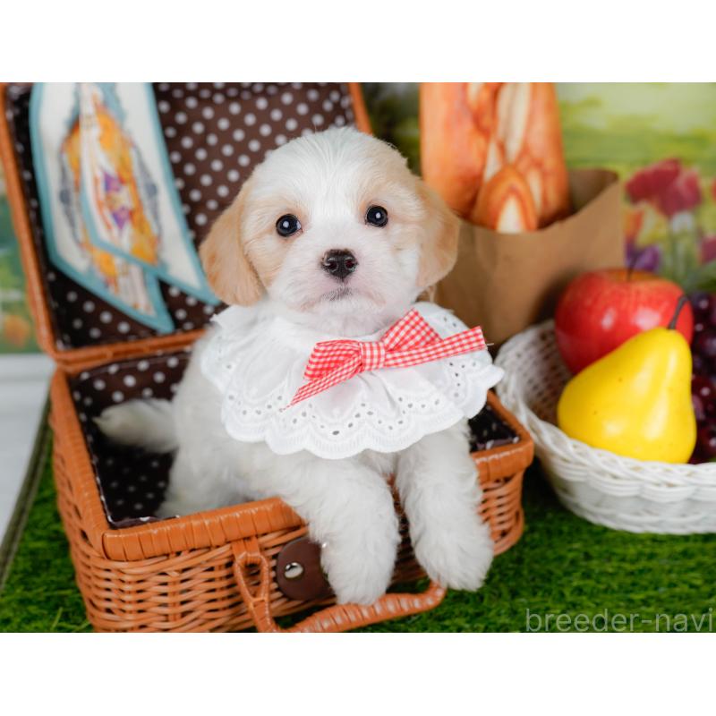 販売中の神奈川県のミックス犬-449676の6枚目