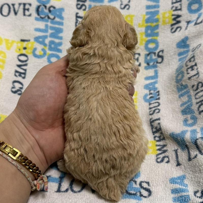 販売中の岡山県のトイプードル-449407の6枚目