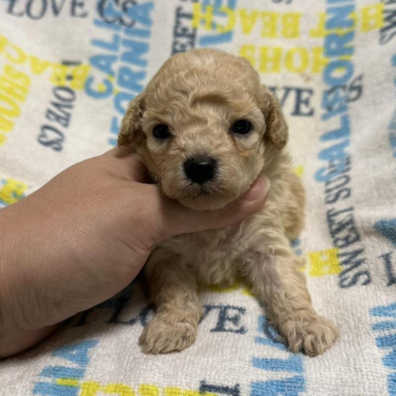 販売中の岡山県のトイプードル-449407の1枚目