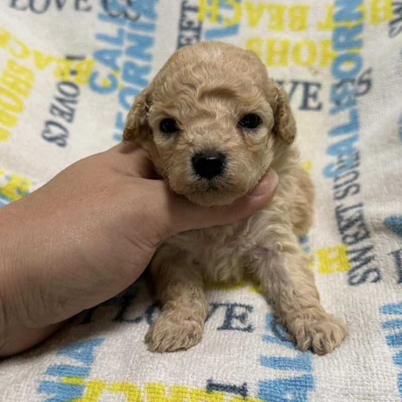 販売中の岡山県のトイプードル-449407の4枚目