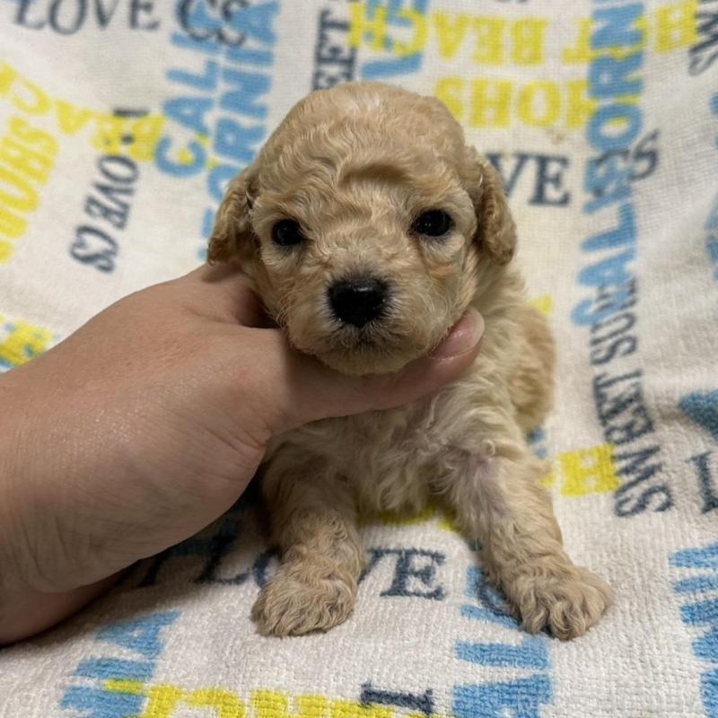 販売中の岡山県のトイプードル-449407の3枚目