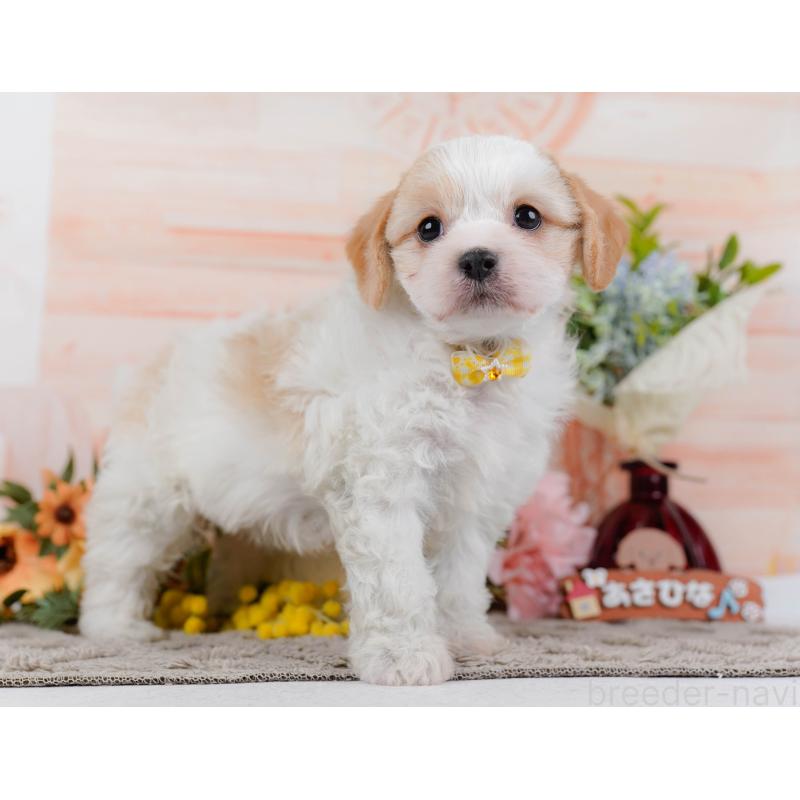 販売中の神奈川県のミックス犬-449677の12枚目