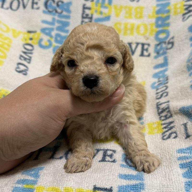 販売中の岡山県のトイプードル-449407の2枚目