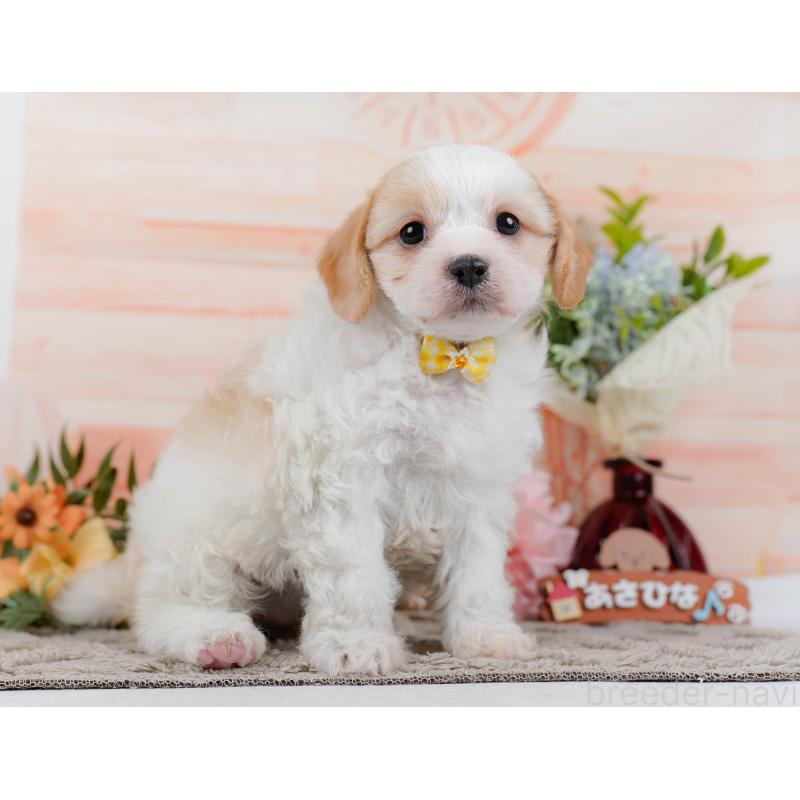 販売中の神奈川県のミックス犬-449677の11枚目