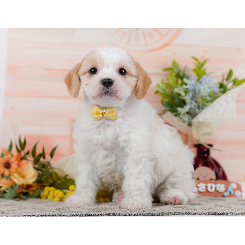 販売中の神奈川県のミックス犬-449677の10枚目