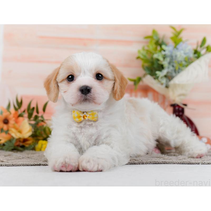 販売中の神奈川県のミックス犬-449677の9枚目