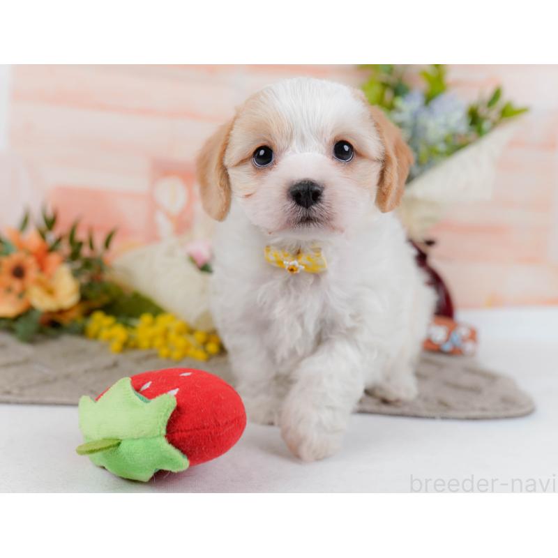 販売中の神奈川県のミックス犬-449677の8枚目