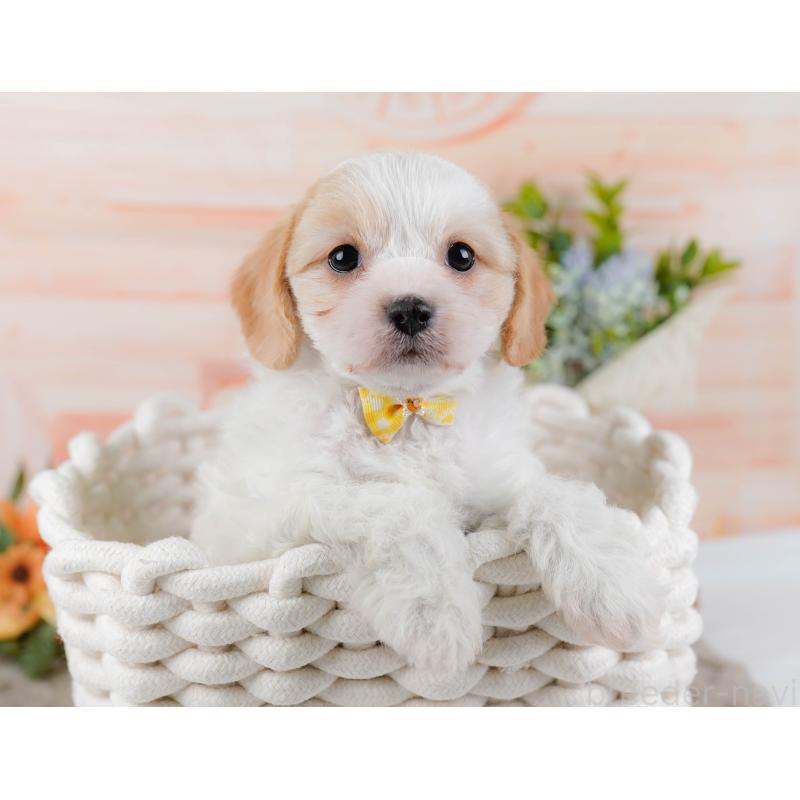 販売中の神奈川県のミックス犬-449677の7枚目