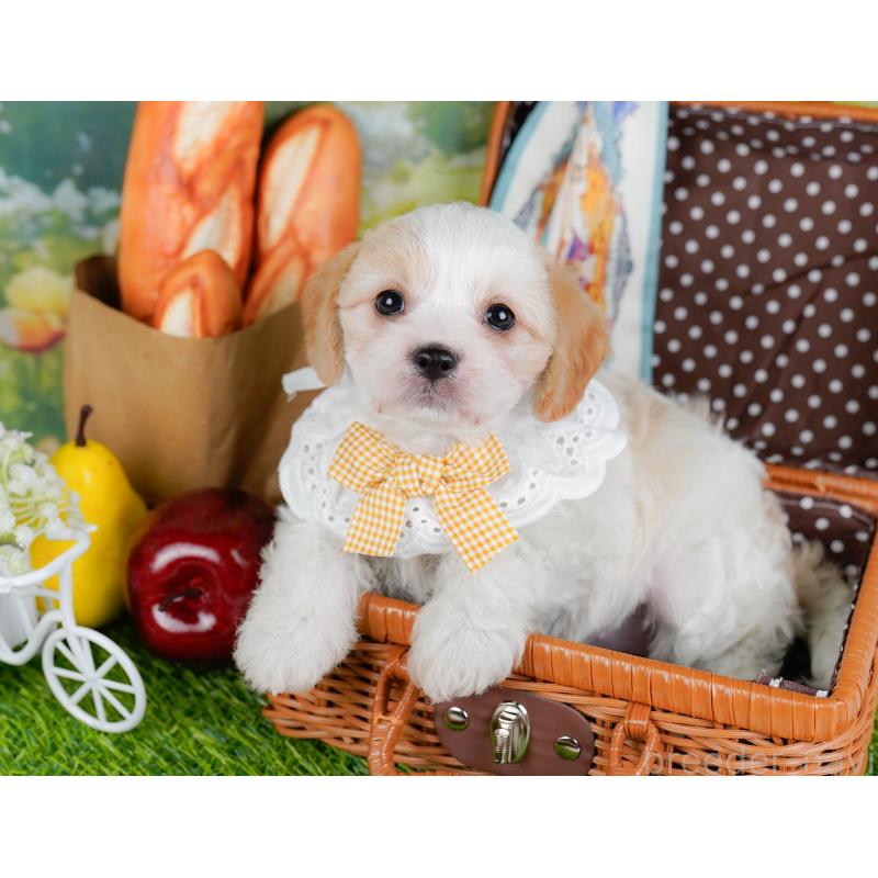 販売中の神奈川県のミックス犬-449677の6枚目