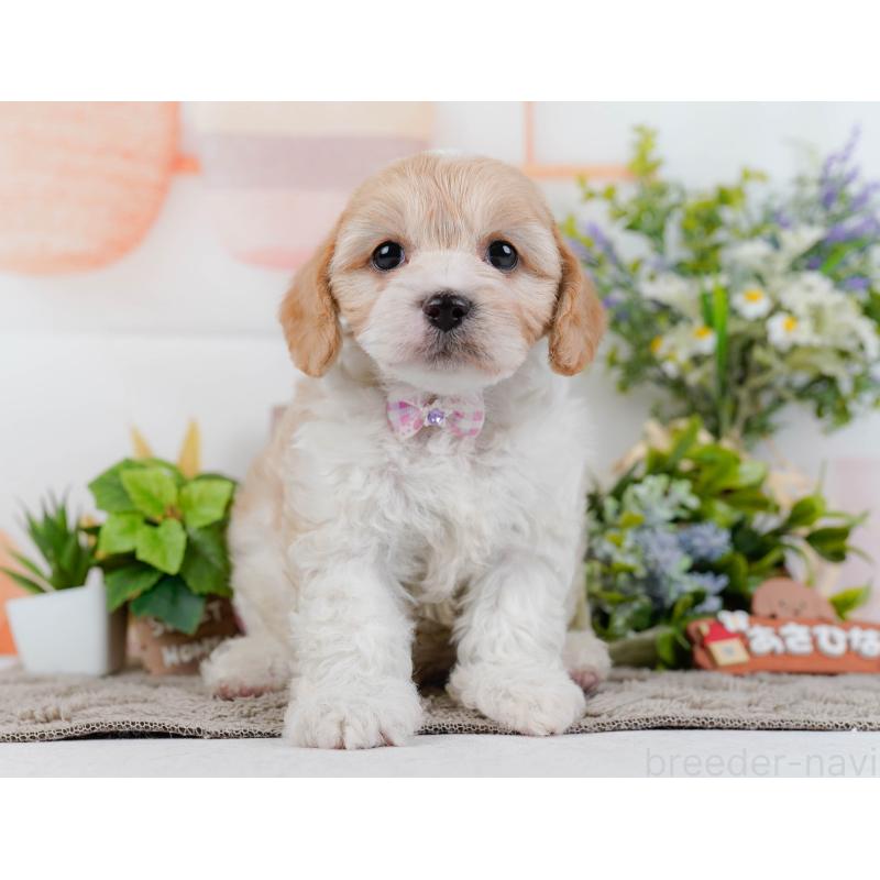 販売中の神奈川県のミックス犬-449685の13枚目