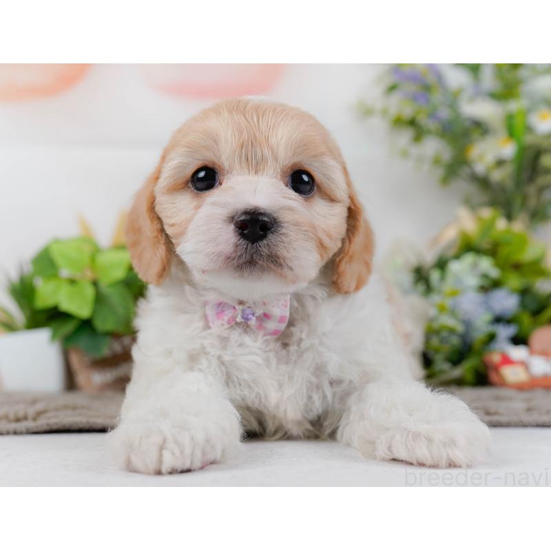 販売中の神奈川県のミックス犬-449685の12枚目