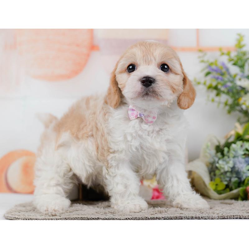 販売中の神奈川県のミックス犬-449685の11枚目