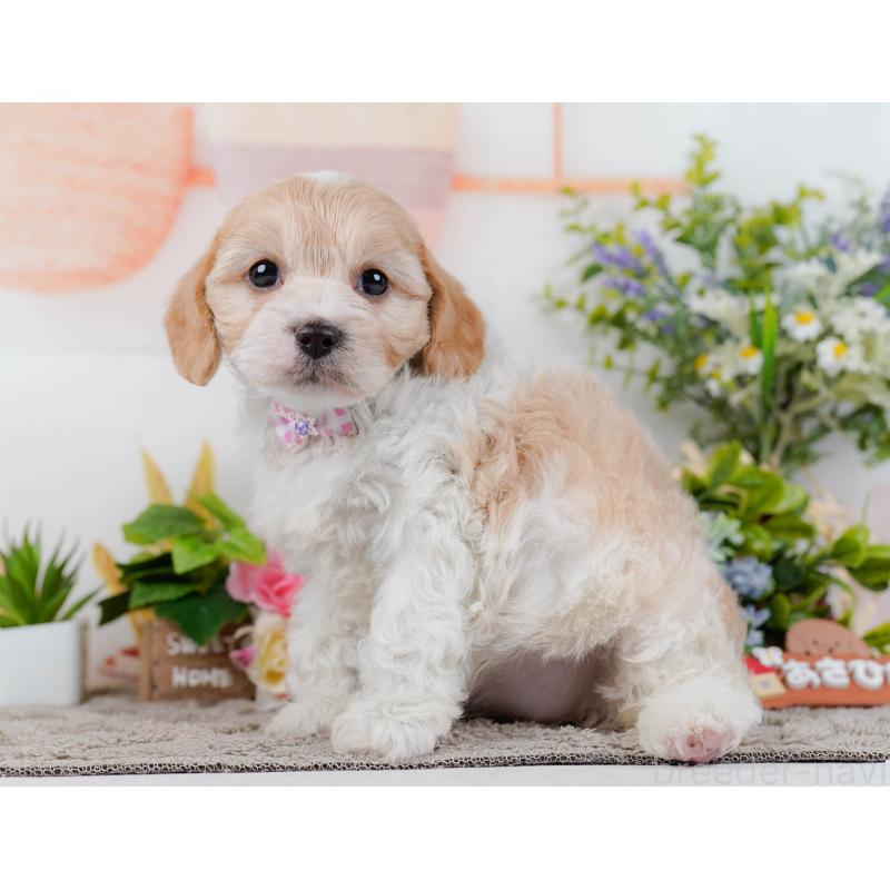 販売中の神奈川県のミックス犬-449685の10枚目