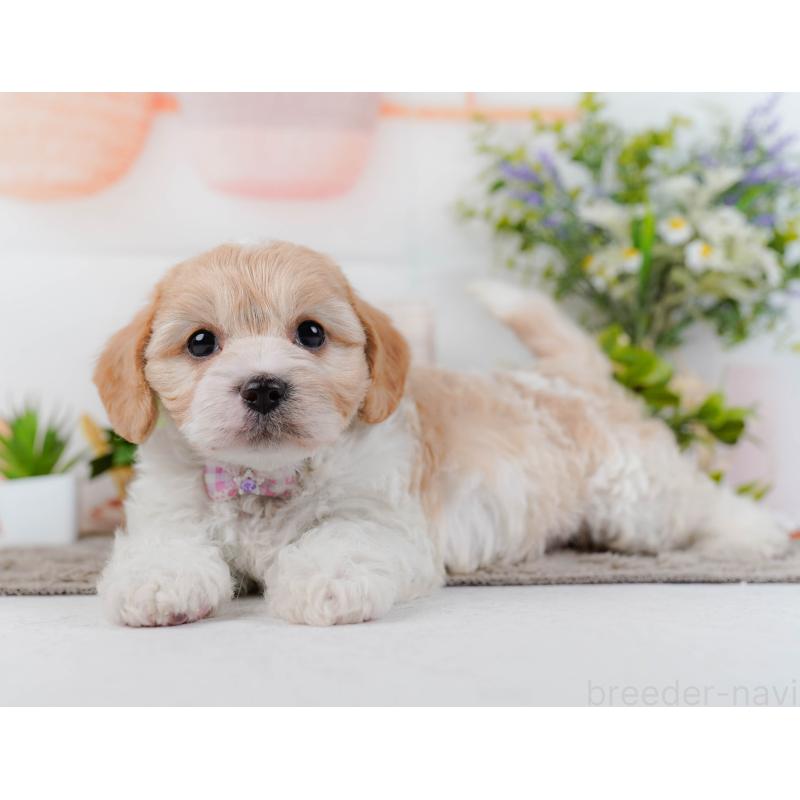 販売中の神奈川県のミックス犬-449685の9枚目