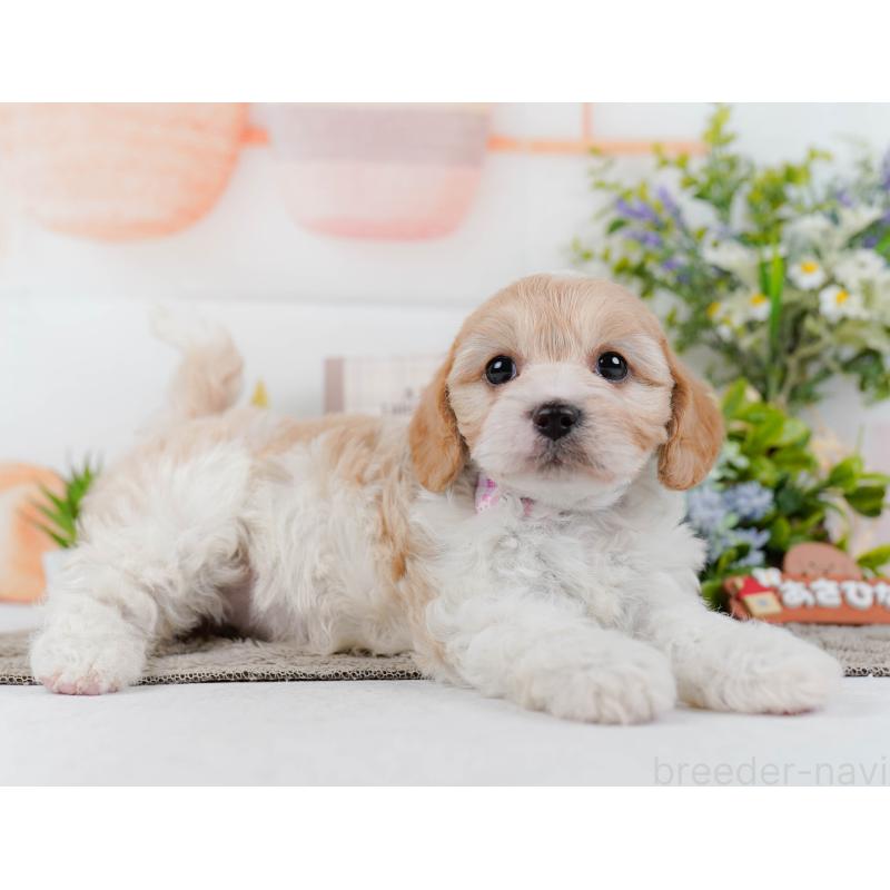 販売中の神奈川県のミックス犬-449685の8枚目