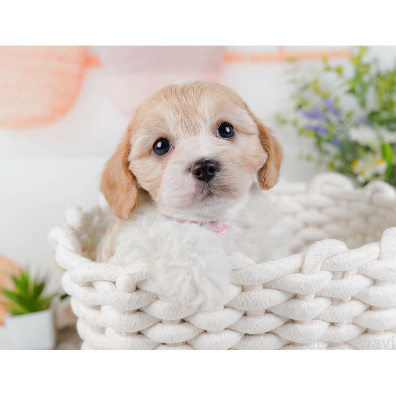 販売中の神奈川県のミックス犬-449685の7枚目