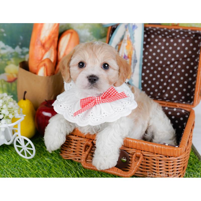 販売中の神奈川県のミックス犬-449685の6枚目