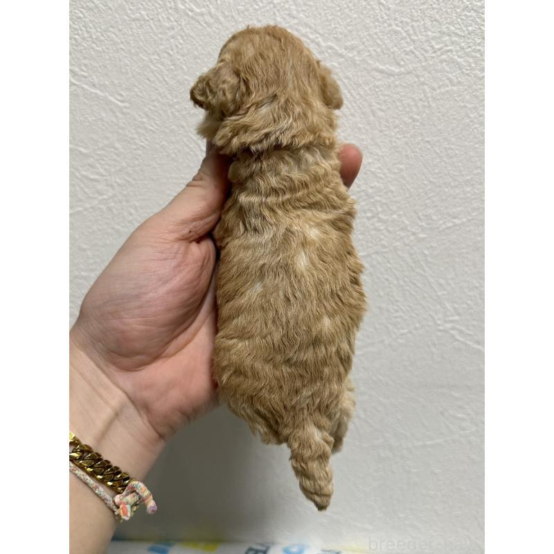 販売中の岡山県のトイプードル-449408の7枚目