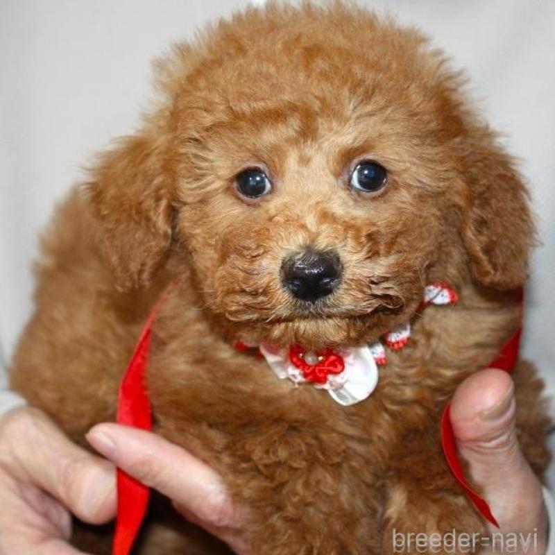 販売中の福岡県のトイプードル-449409の1枚目