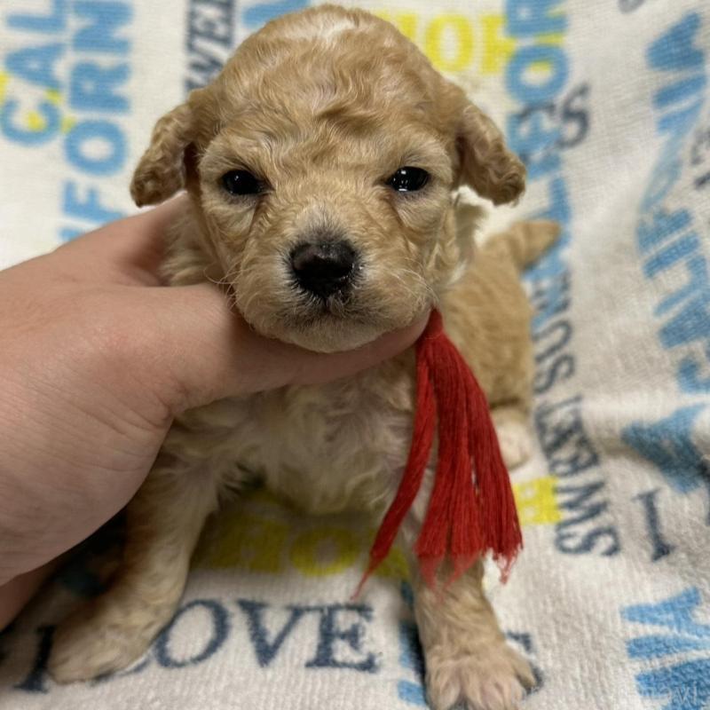 販売中の岡山県のトイプードル-449408の6枚目