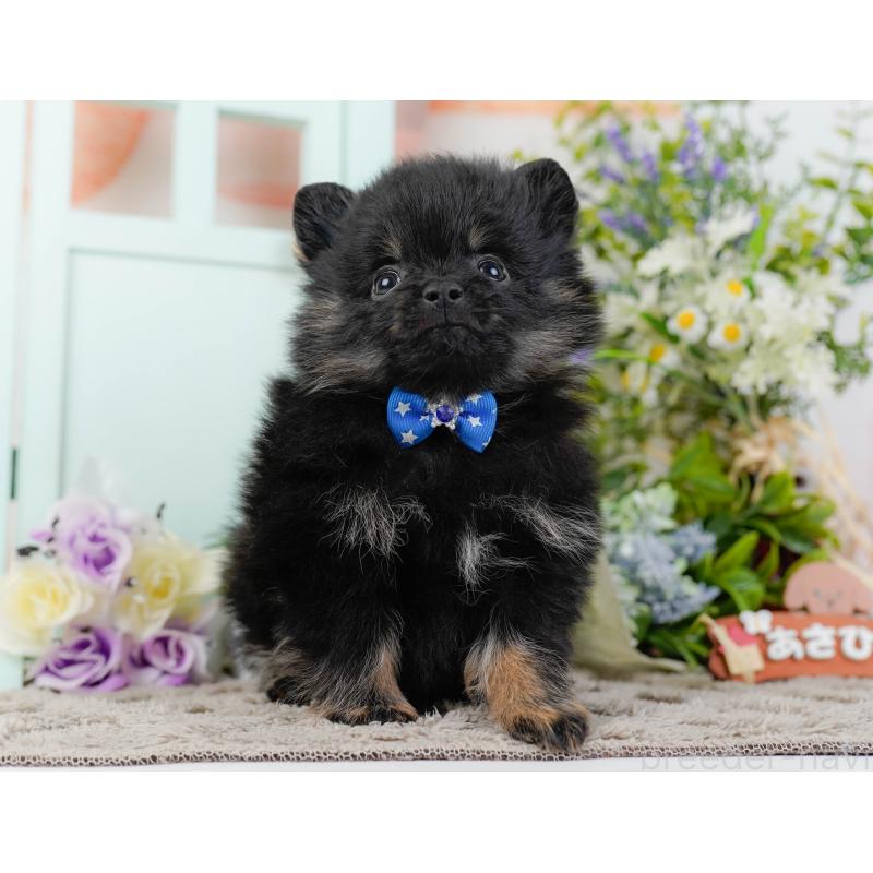 販売中の神奈川県のポメラニアン-449669の13枚目