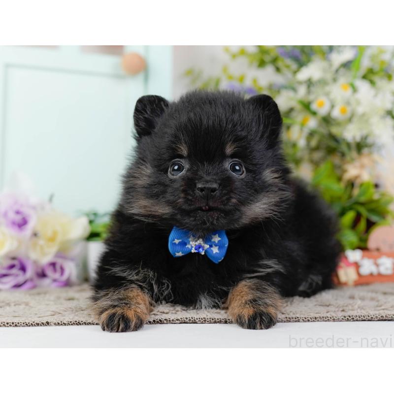 販売中の神奈川県のポメラニアン-449669の12枚目