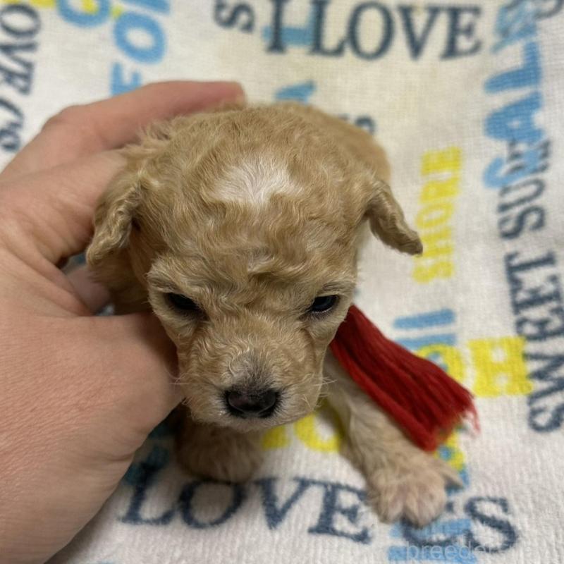 販売中の岡山県のトイプードル-449408の5枚目