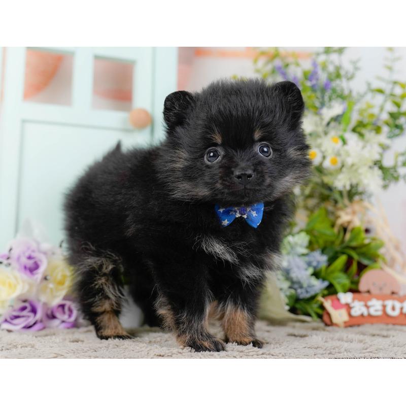 販売中の神奈川県のポメラニアン-449669の11枚目