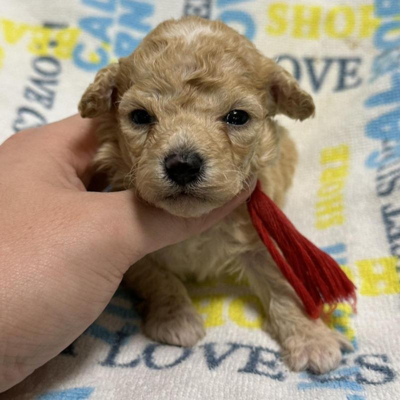 販売中の岡山県のトイプードル-449408