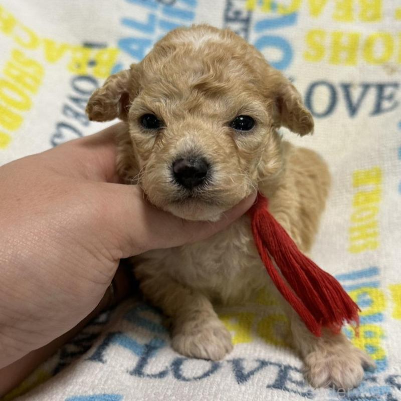 販売中の岡山県のトイプードル-449408の4枚目