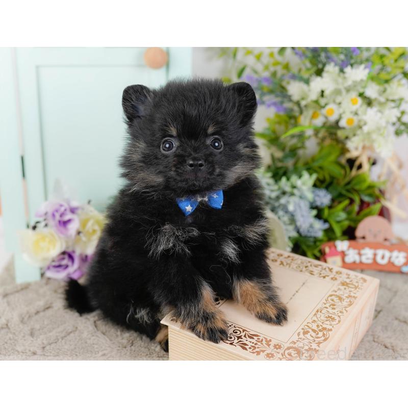 販売中の神奈川県のポメラニアン-449669の7枚目