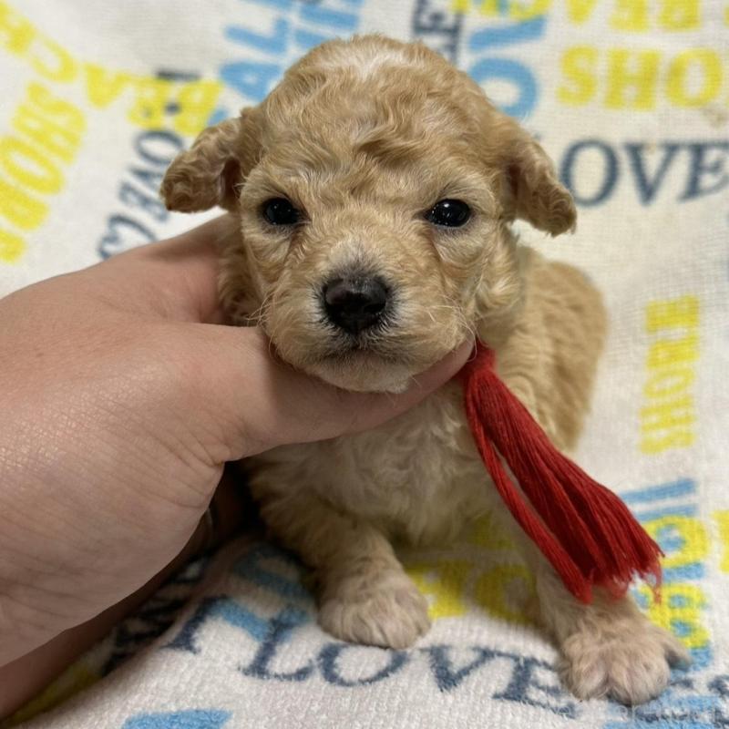 販売中の岡山県のトイプードル-449408の3枚目