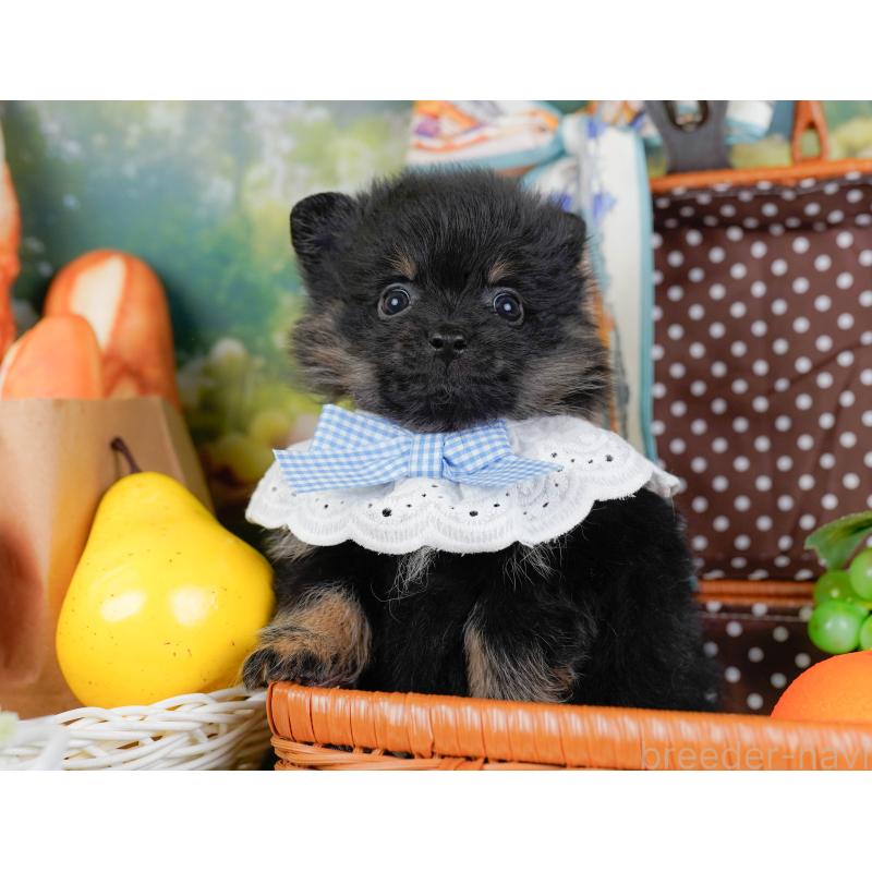 販売中の神奈川県のポメラニアン-449669の6枚目