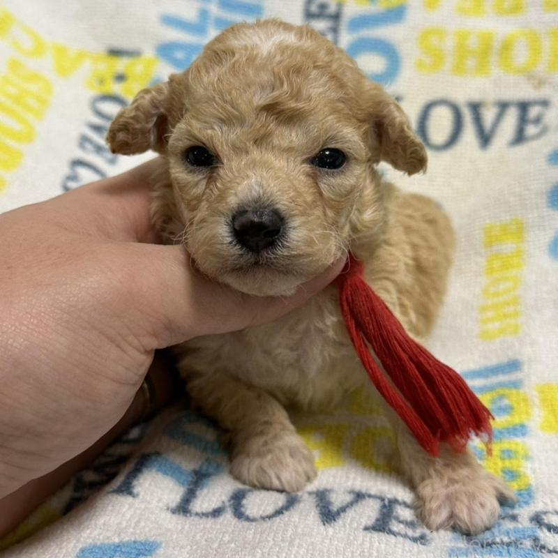 販売中の岡山県のトイプードル-449408の2枚目