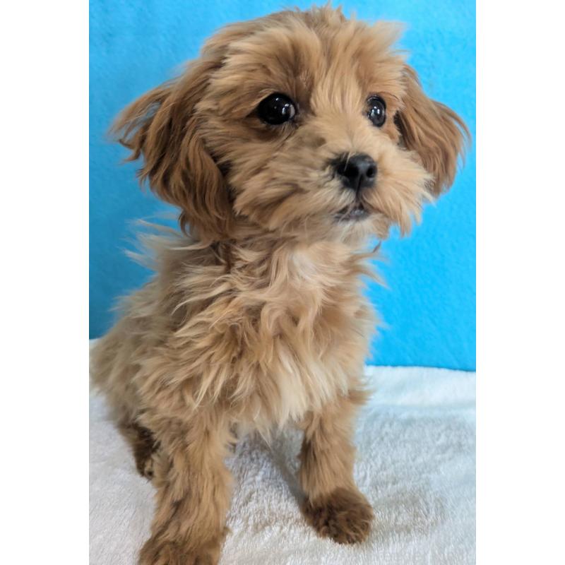 販売中の埼玉県のマルプー:マルチーズ×トイプードル-426890