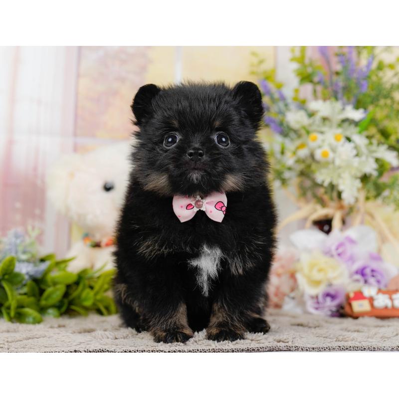 販売中の神奈川県のポメラニアン-449671の13枚目