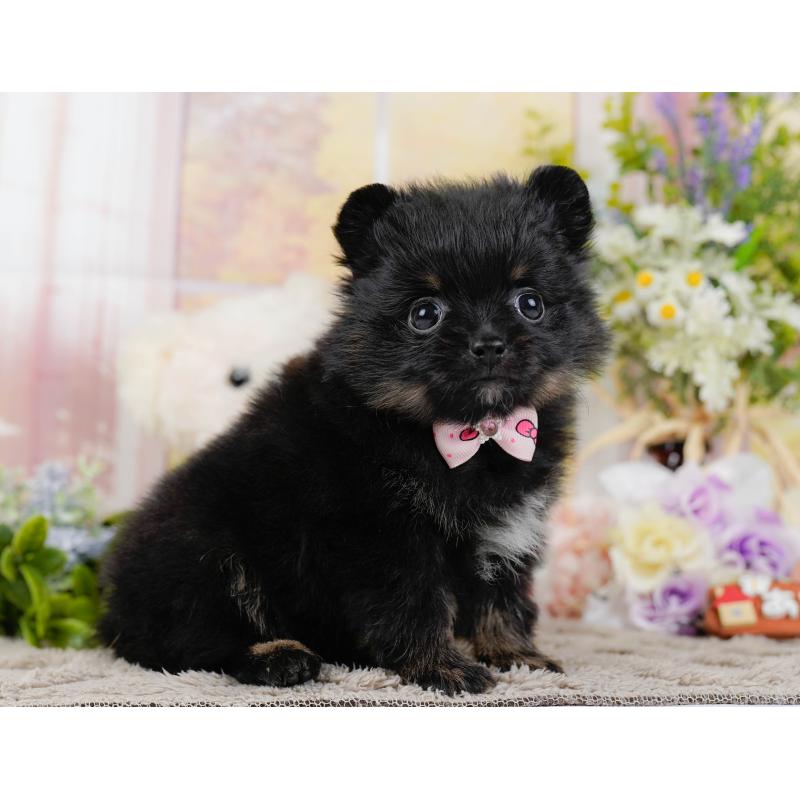 販売中の神奈川県のポメラニアン-449671の12枚目