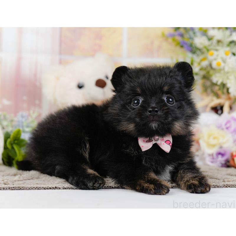 販売中の神奈川県のポメラニアン-449671の11枚目