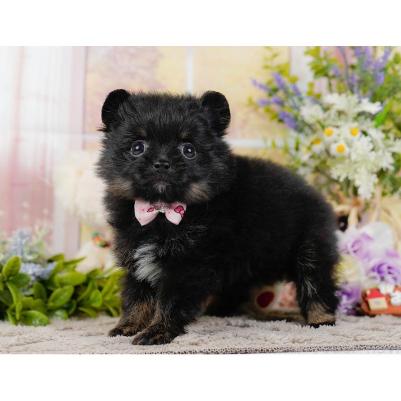 販売中の神奈川県のポメラニアン-449671の10枚目