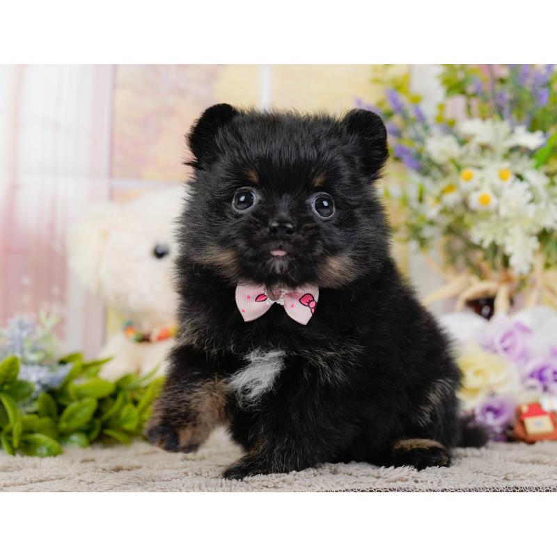 販売中の神奈川県のポメラニアン-449671の9枚目