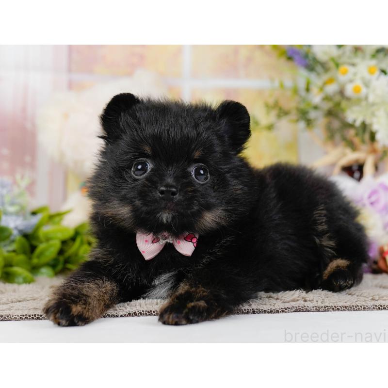 販売中の神奈川県のポメラニアン-449671の8枚目