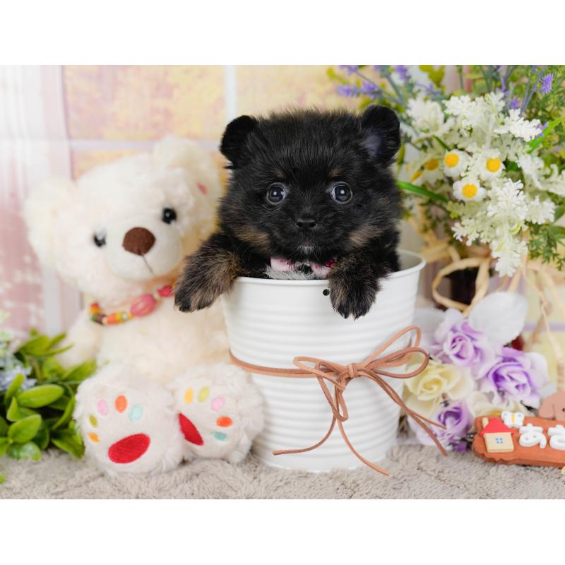 販売中の神奈川県のポメラニアン-449671の7枚目