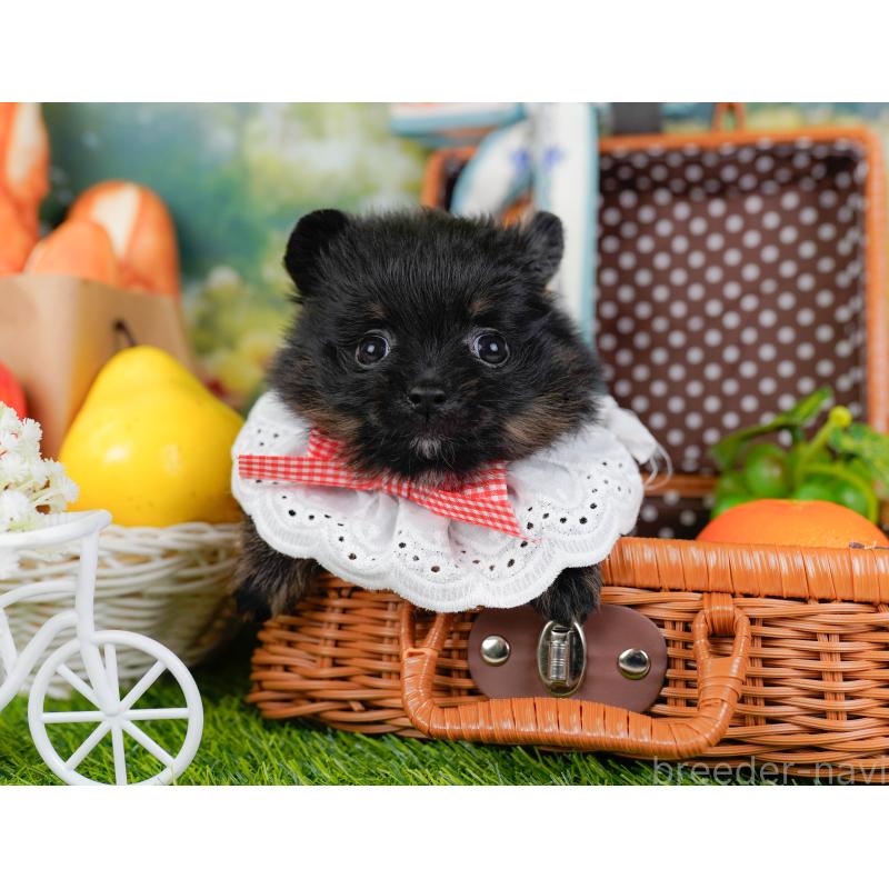 販売中の神奈川県のポメラニアン-449671の6枚目