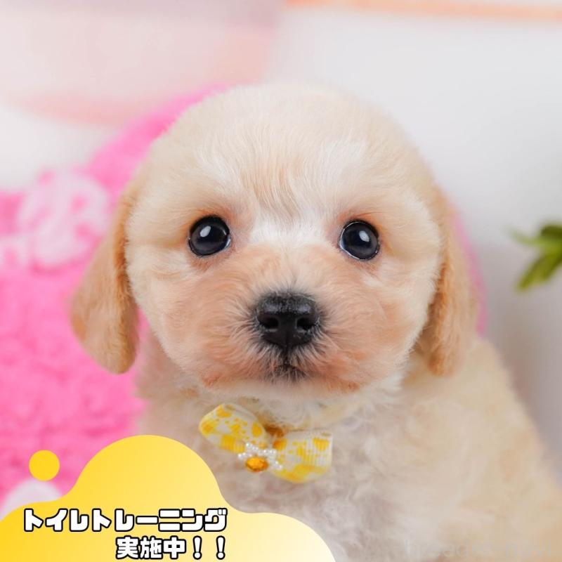 販売中の静岡県のミックス犬-450557の1枚目