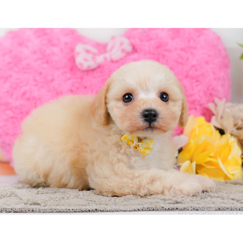 販売中の静岡県のミックス犬-450557の7枚目