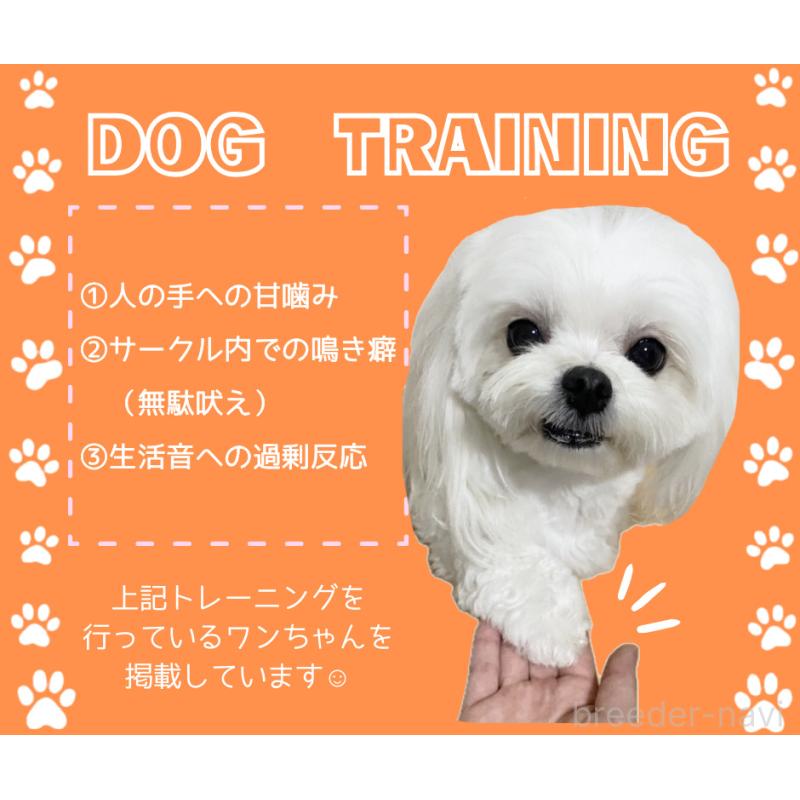 販売中の静岡県のミックス犬-450557の3枚目